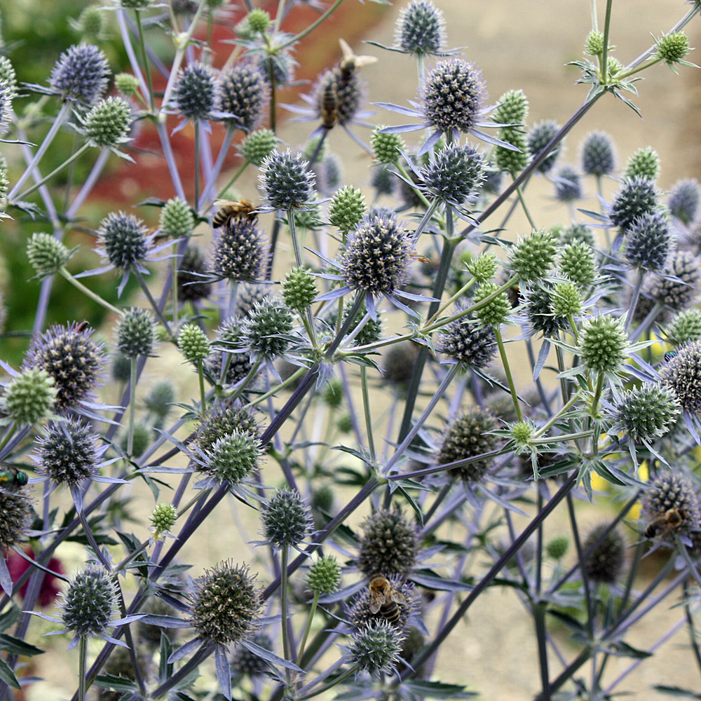 Edelblaudistel 'Blauer Zwerg'