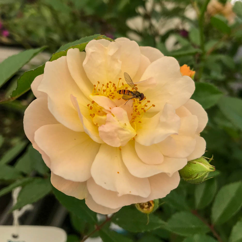 Strauchrose 'Ghislaine de Féligonde'