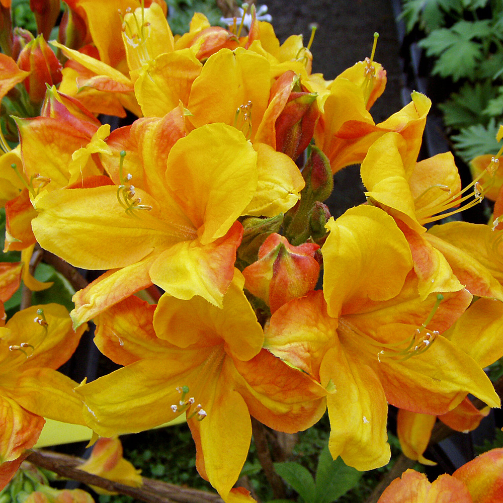 Sommergrüner Rhododendron Golden Eagle, Azalee, Moorbeetpflanze