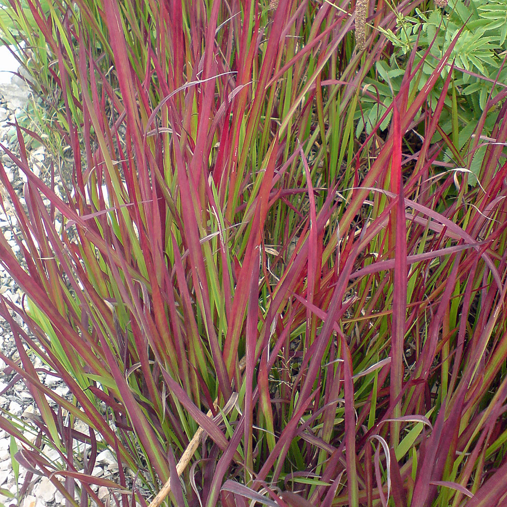 Flammengras 'Red Baron'
