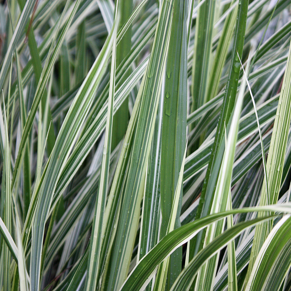 Gestreiftes Chinaschilf, tolle Blattfärbung