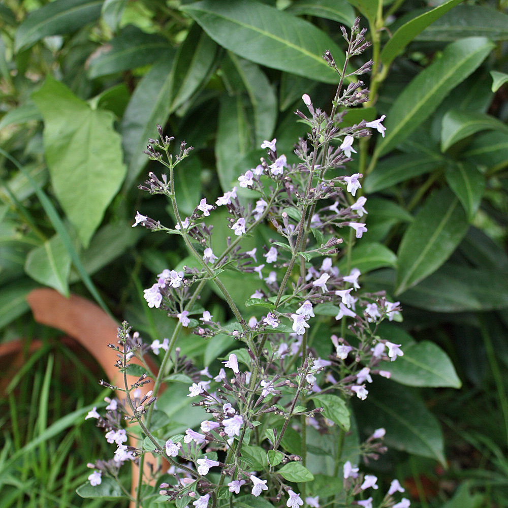 Steinquendel 'Lila Riese'