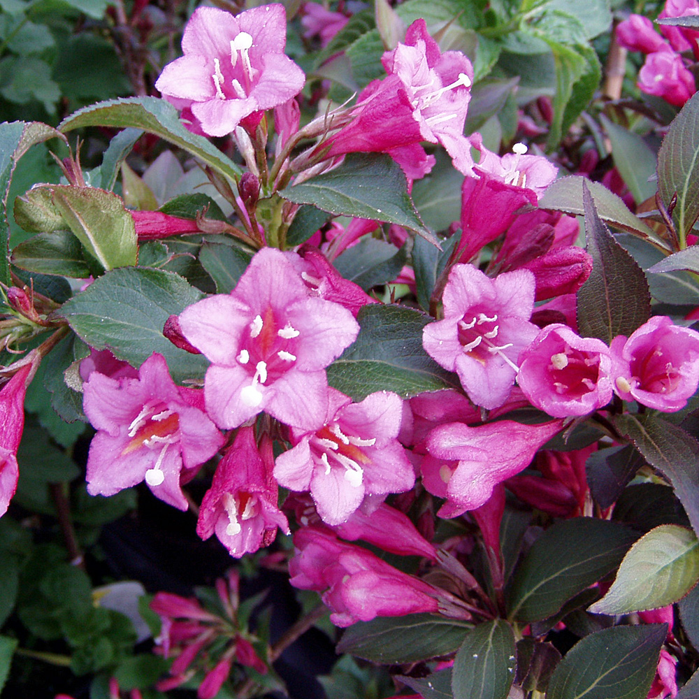 Weigelie 'Minuet'