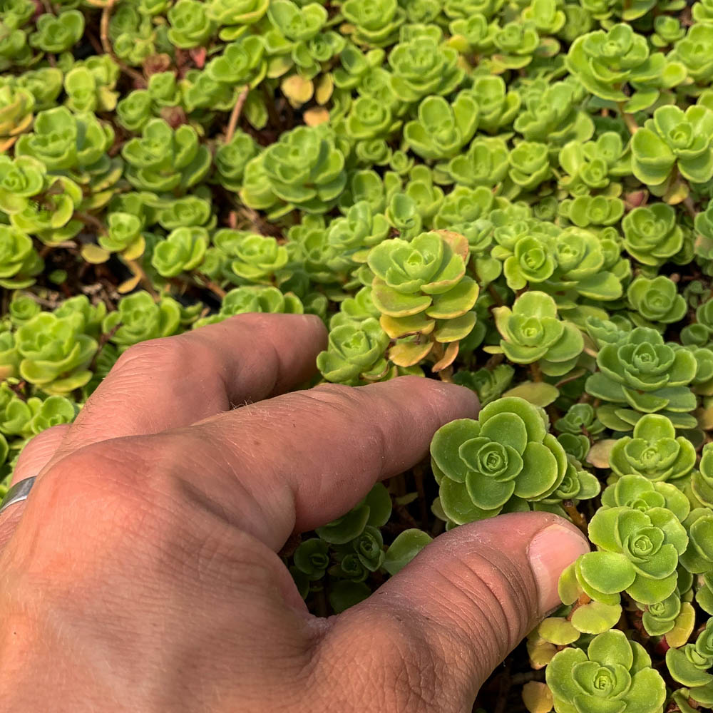 Teppichsedum 'Album Superbum'