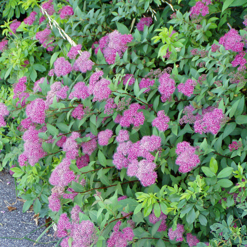 Sommerspiere, Blütengehölz, Bienenweide