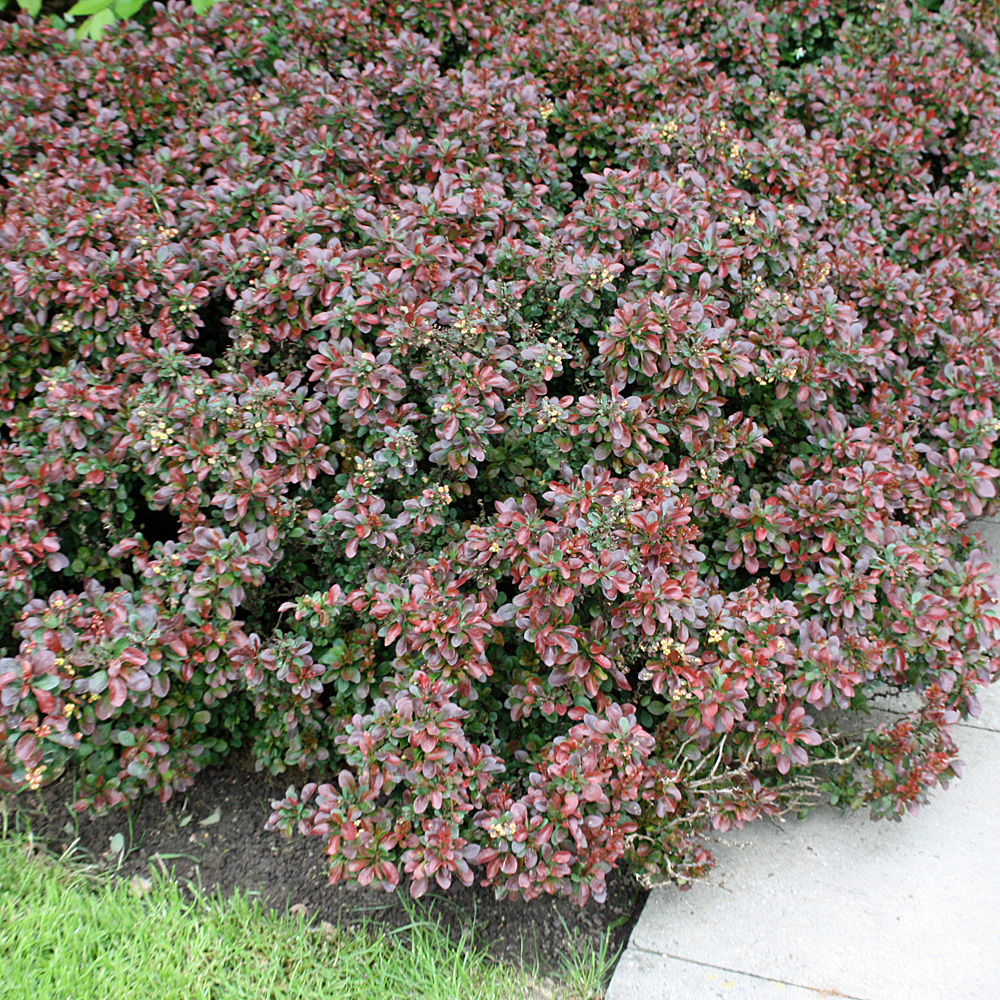 Kleine Blutberberitze, Berberitze, Berberis, Zwerggehölz