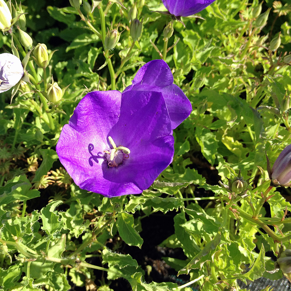 Karpaten Glockenblume Blaue Clips, Sommerblüher