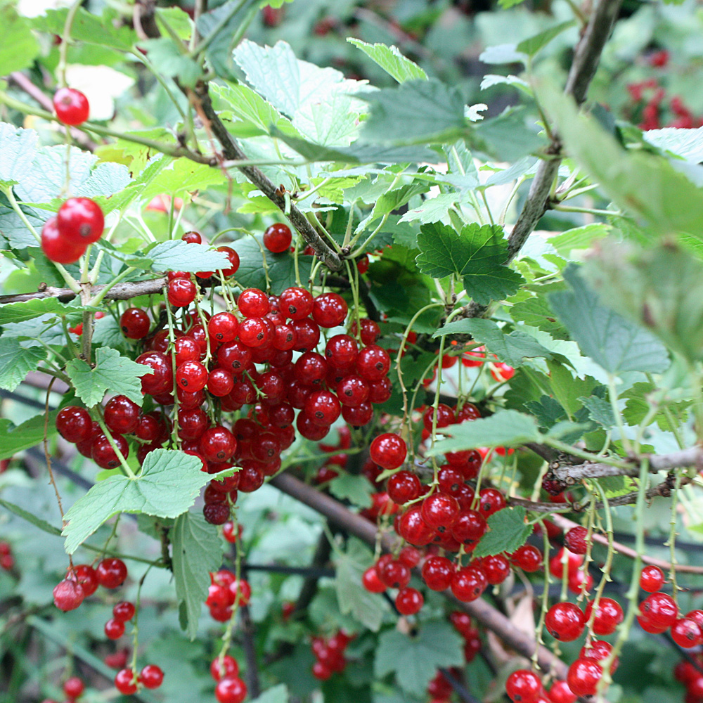 Rote Johannisbeere 'Jonkheer van Tets'