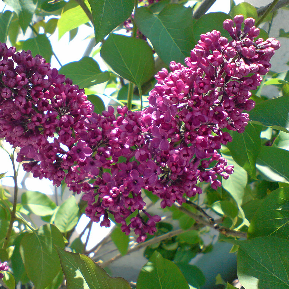 Edelflieder, Syringa, Blütengehölz, Frühling