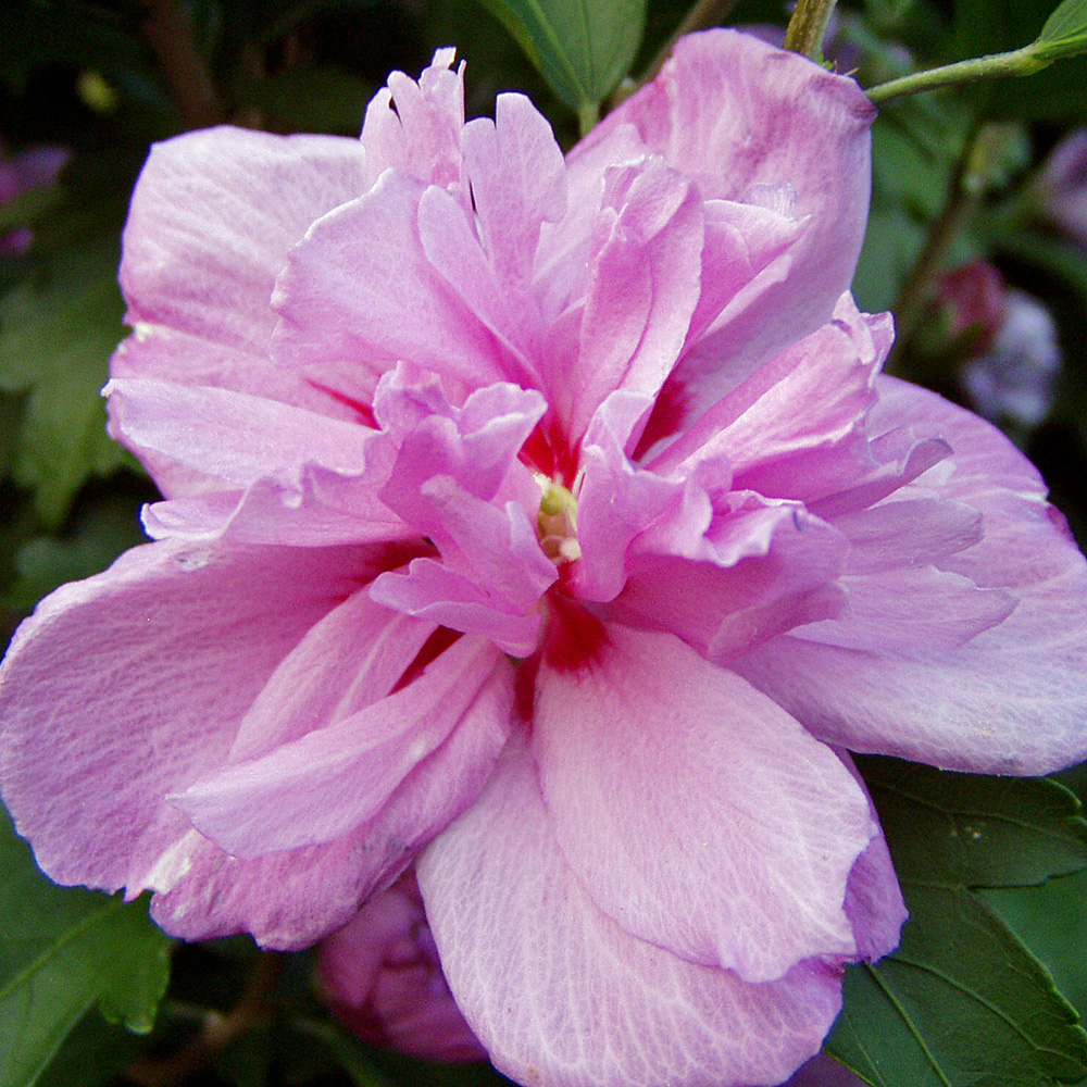 Hibiskus Ardens, Garteneibisch, Blütenstrauch
