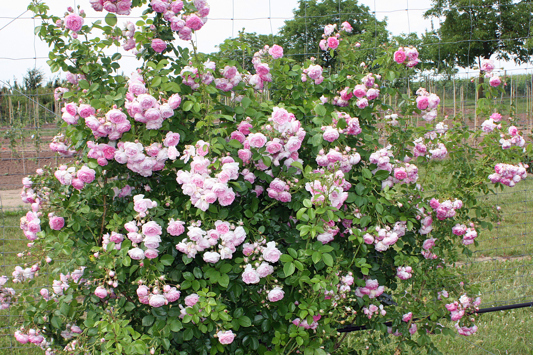 Rosengarten