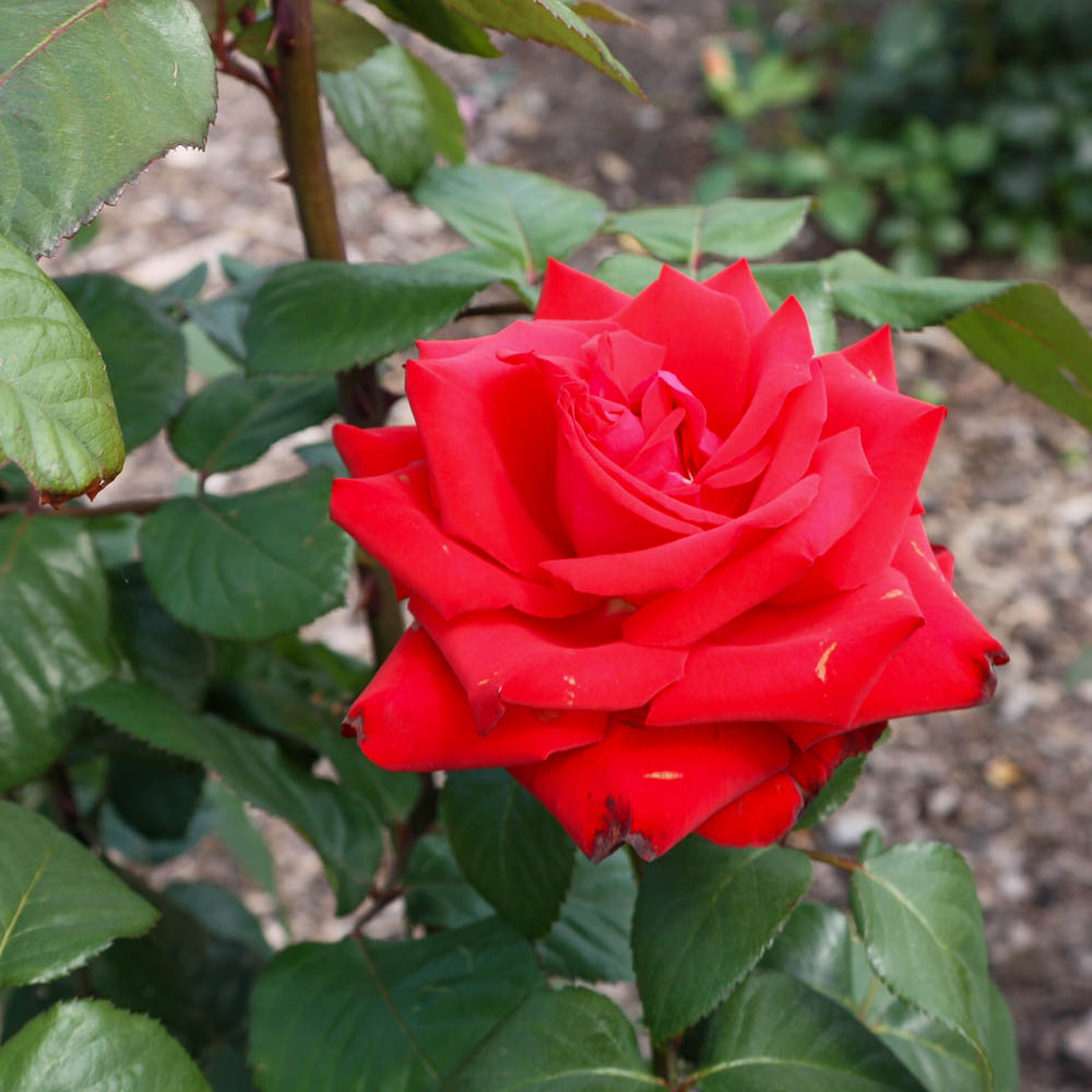 Edelrose 'Grande Amore' ®