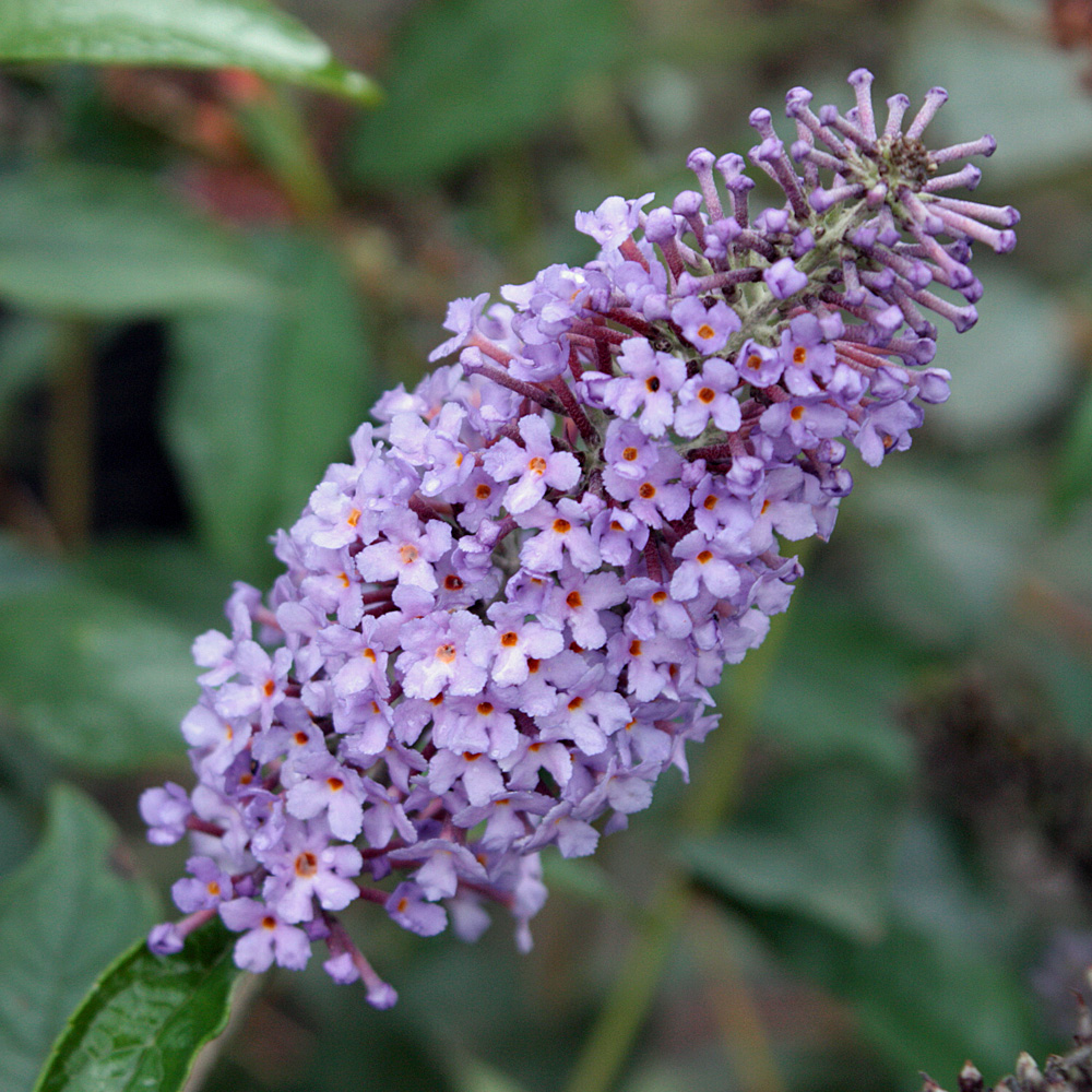 Sommerflieder 'Lochinch'