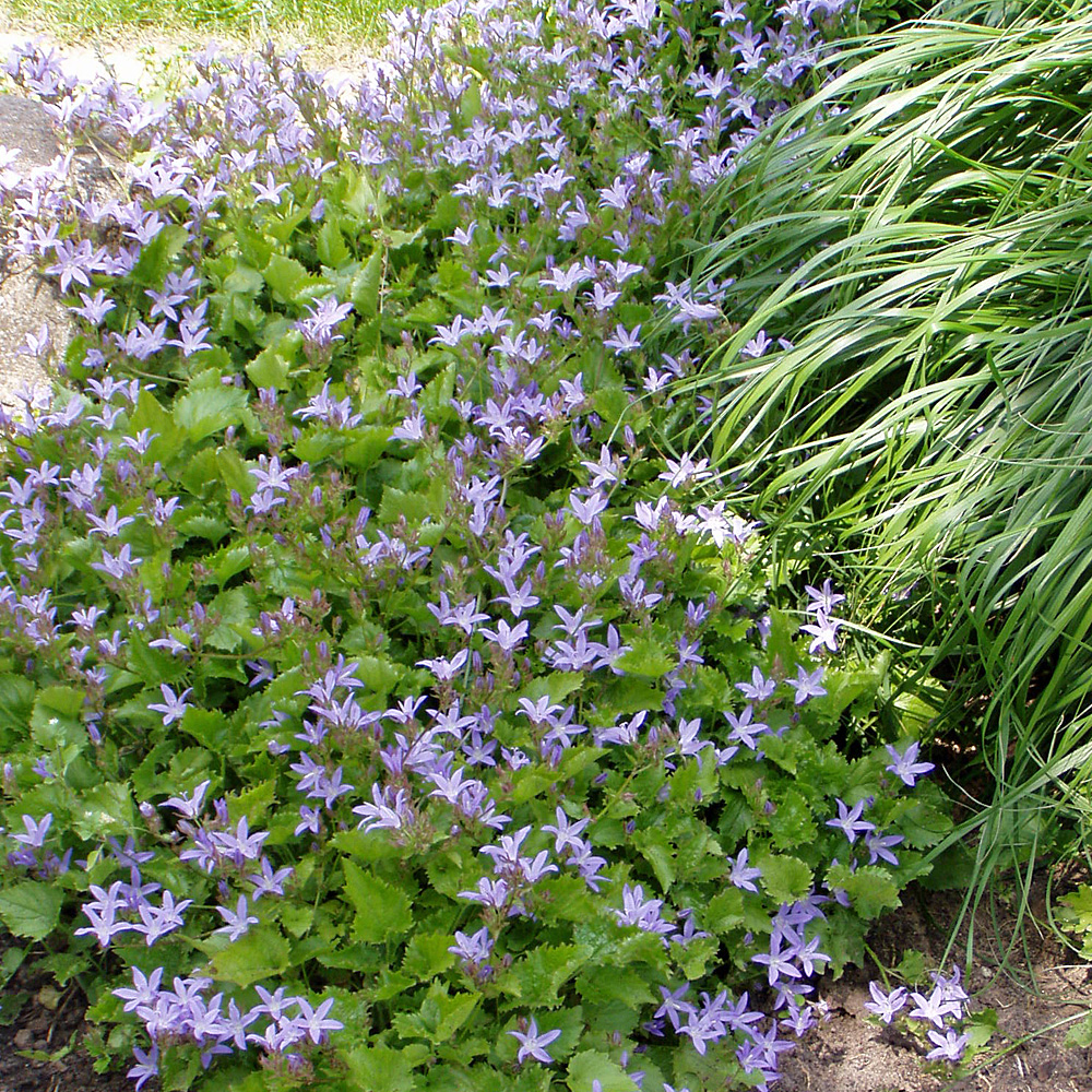 Bodendecker, blütenstaude, Glockenblume, wintergrün