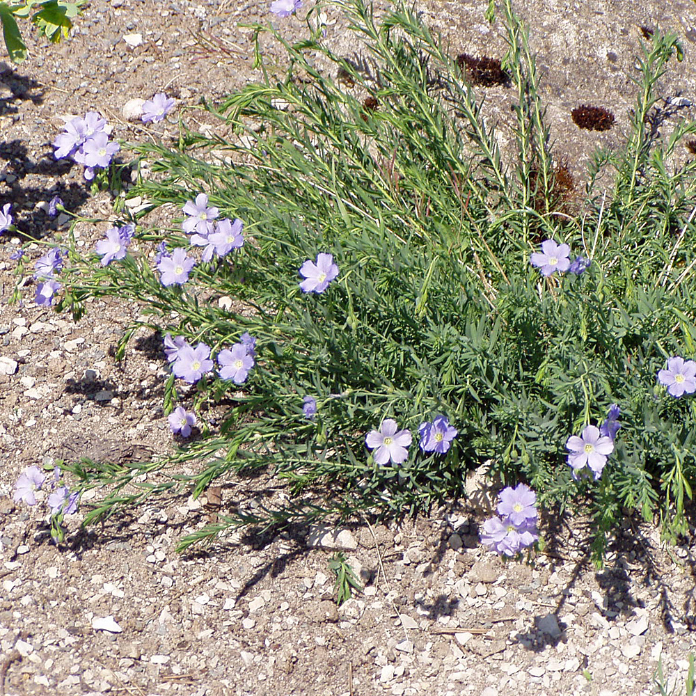 Staudenlein, Linum, Steingarten