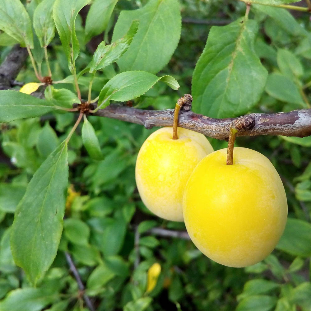 Pflaume 'Ontariopflaume'