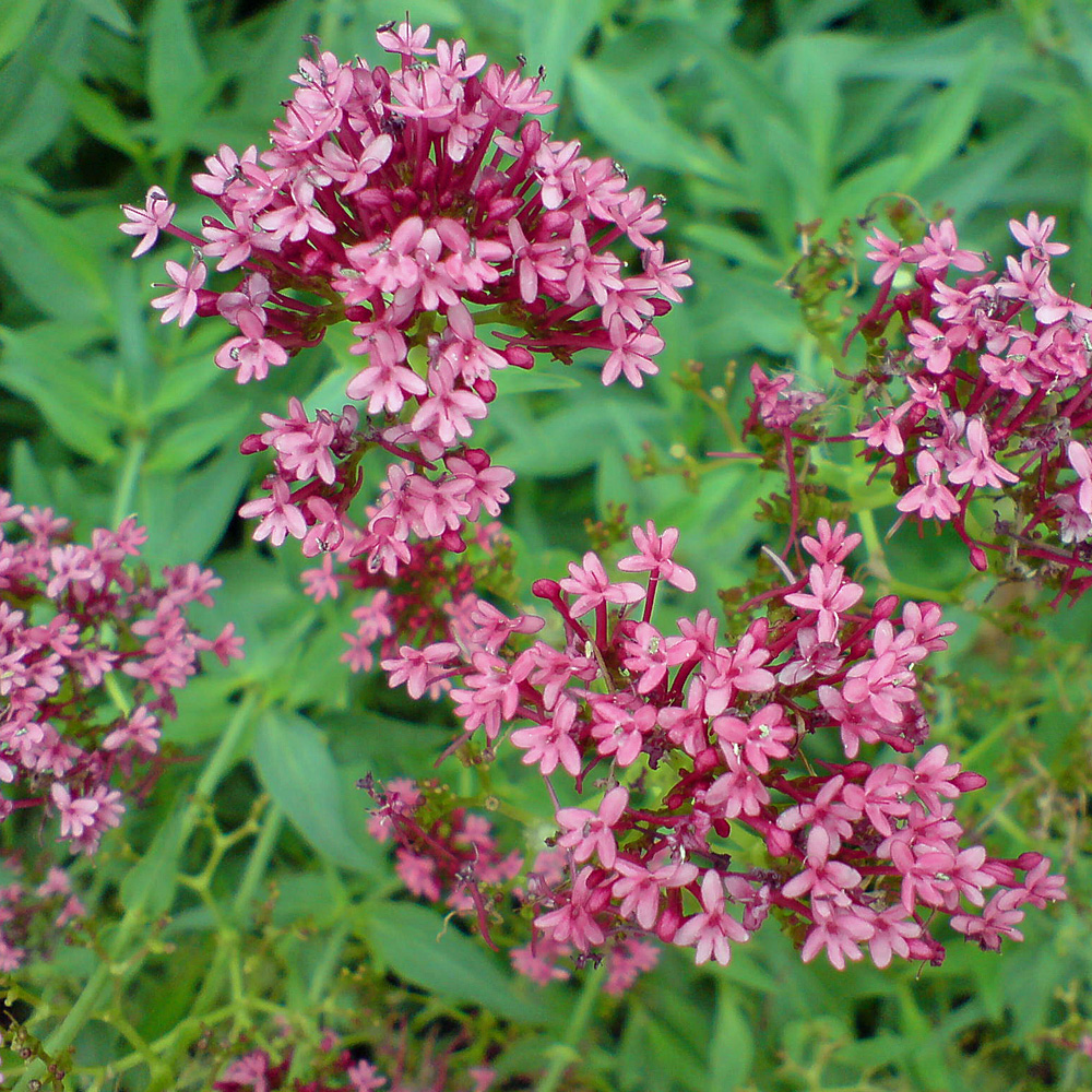 Spornblume Coccineus, Blütenstaude