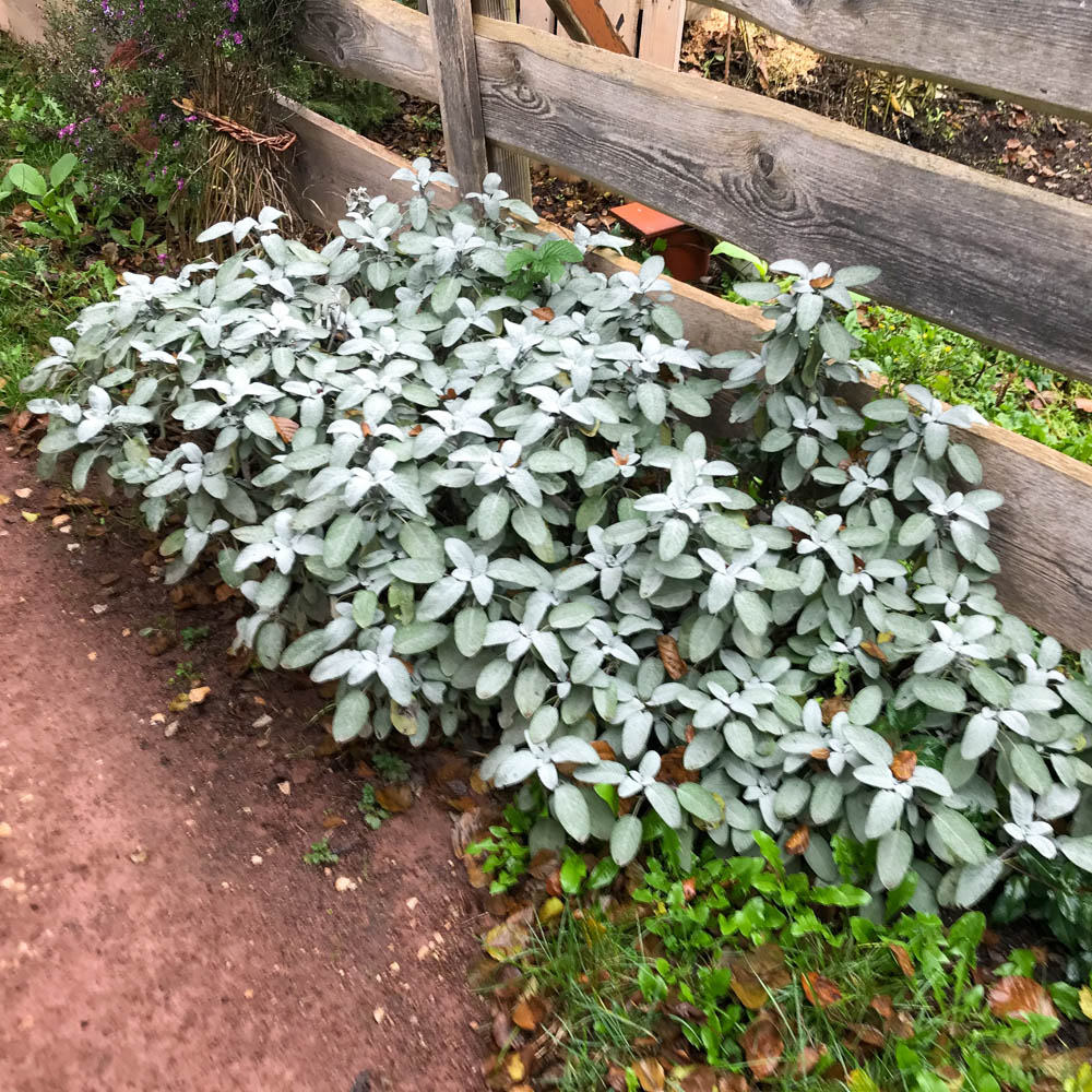 Salbei 'Berggarten'