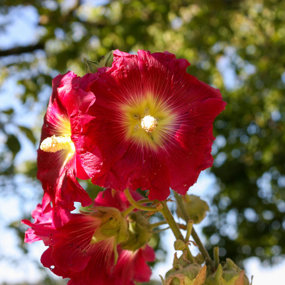 Stockrose, Bauerngarten, Blütenstaude