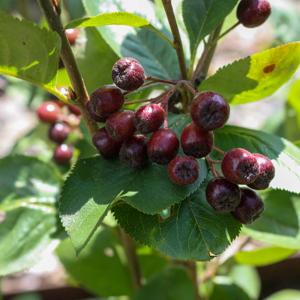 Rote Apfelbeere 'Brilliant'