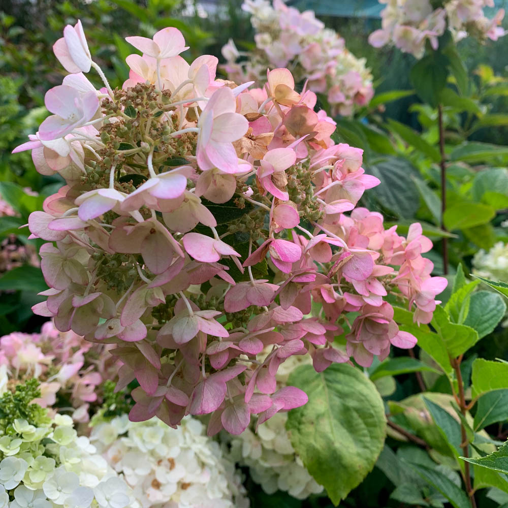 Rispenhortensie 'Mega Mindy'®