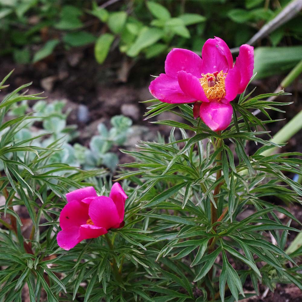 Pfingstrose 'Early Scout'
