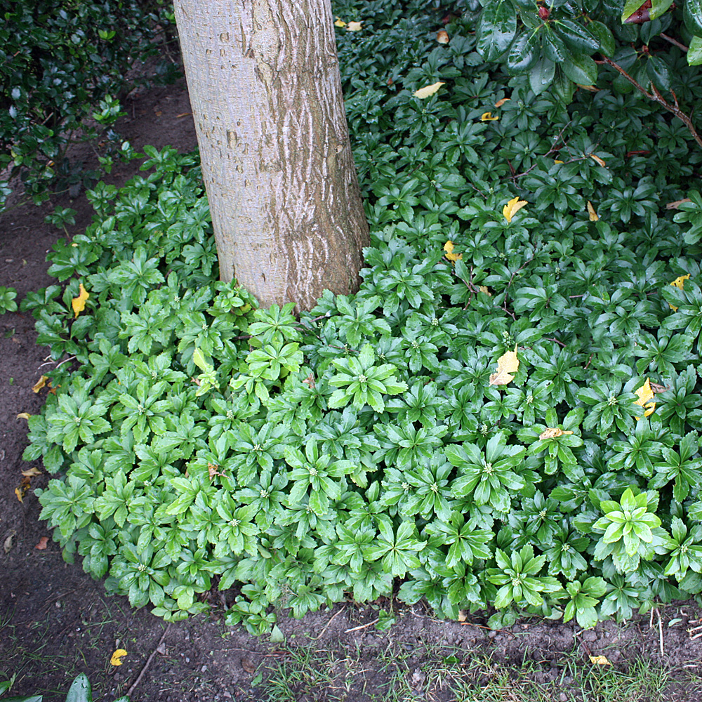 Dickmännchen, Pachysandra,