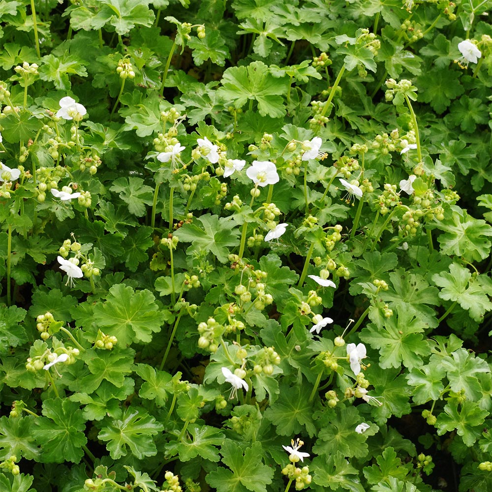 Balkan Storchschnabel 'White-Ness'