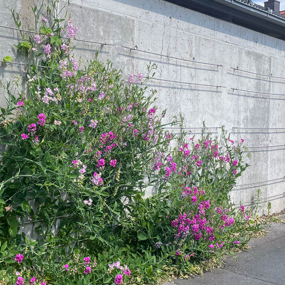 Staudenwicke Rosa Perle, Wicke, Kletterpflanze