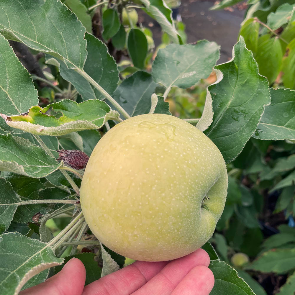 Säulenapfel 'Goldcats' ®