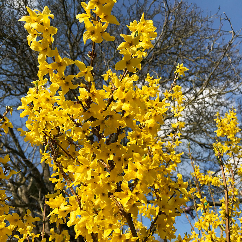 Forsythie 'Minigold'