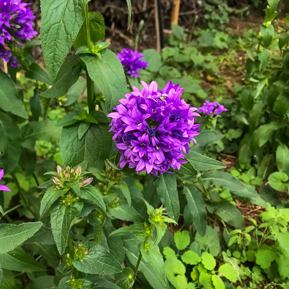 Knäuelglockenblume 'Superba'