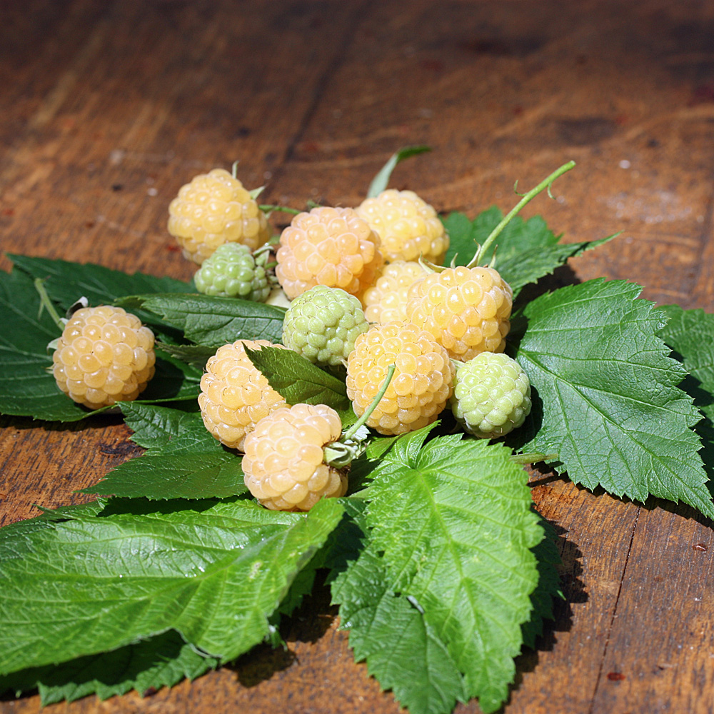Himbeere 'Fallgold'