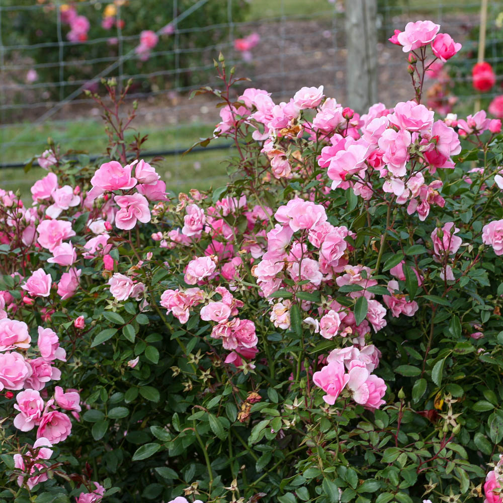 Bodendeckerrose 'Schöne Dortmunderin' ®