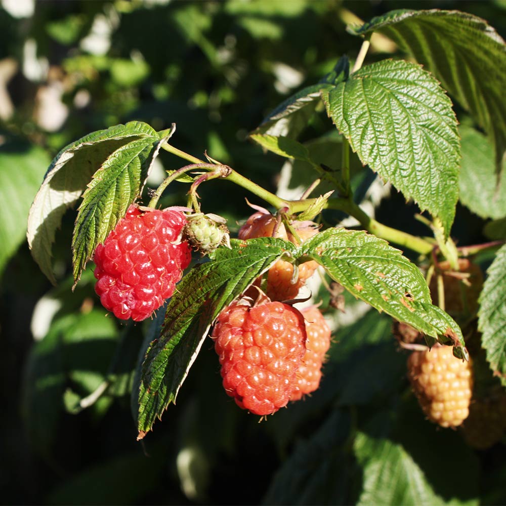Himbeere 'Twotimer ® Sugana ®'