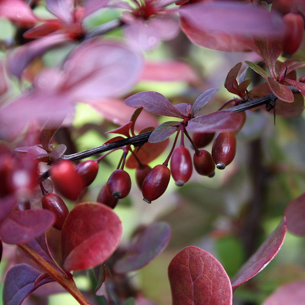 Berberitze, Heckenberberitze, Berberis, Vogelschutzpflanze