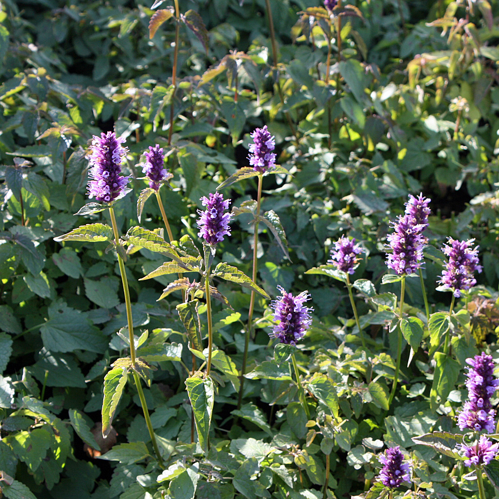 Duftnessel Black Adder, Duftpflanze, Bienenpflanze,