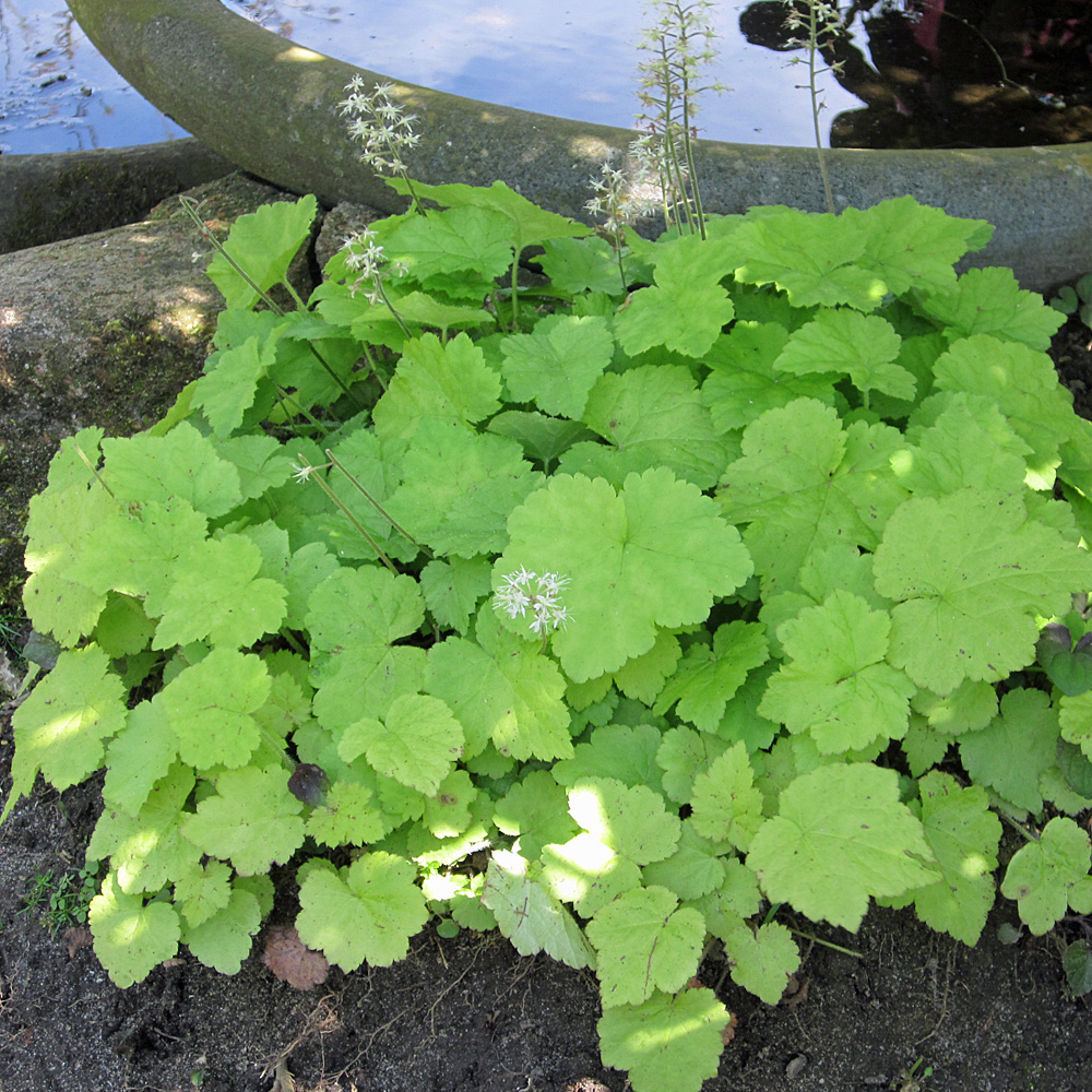 Schaumblüte