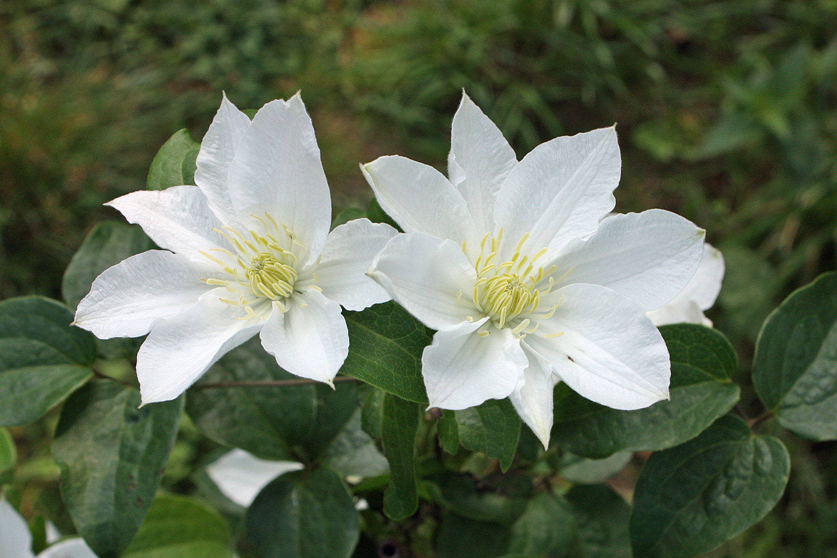 Clematis pflanzen und pflegen