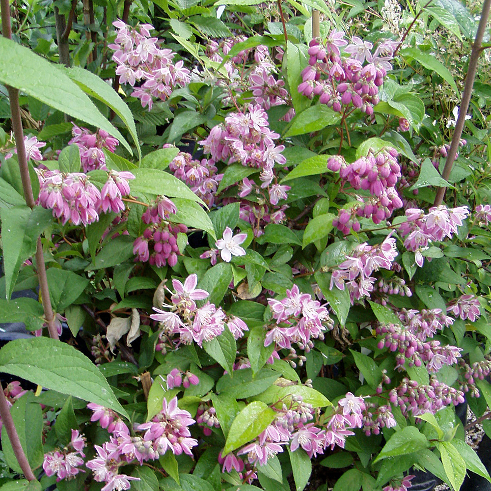 Sternchenstrauch Strawberry Fields, Deutzia, Blütenstrauch