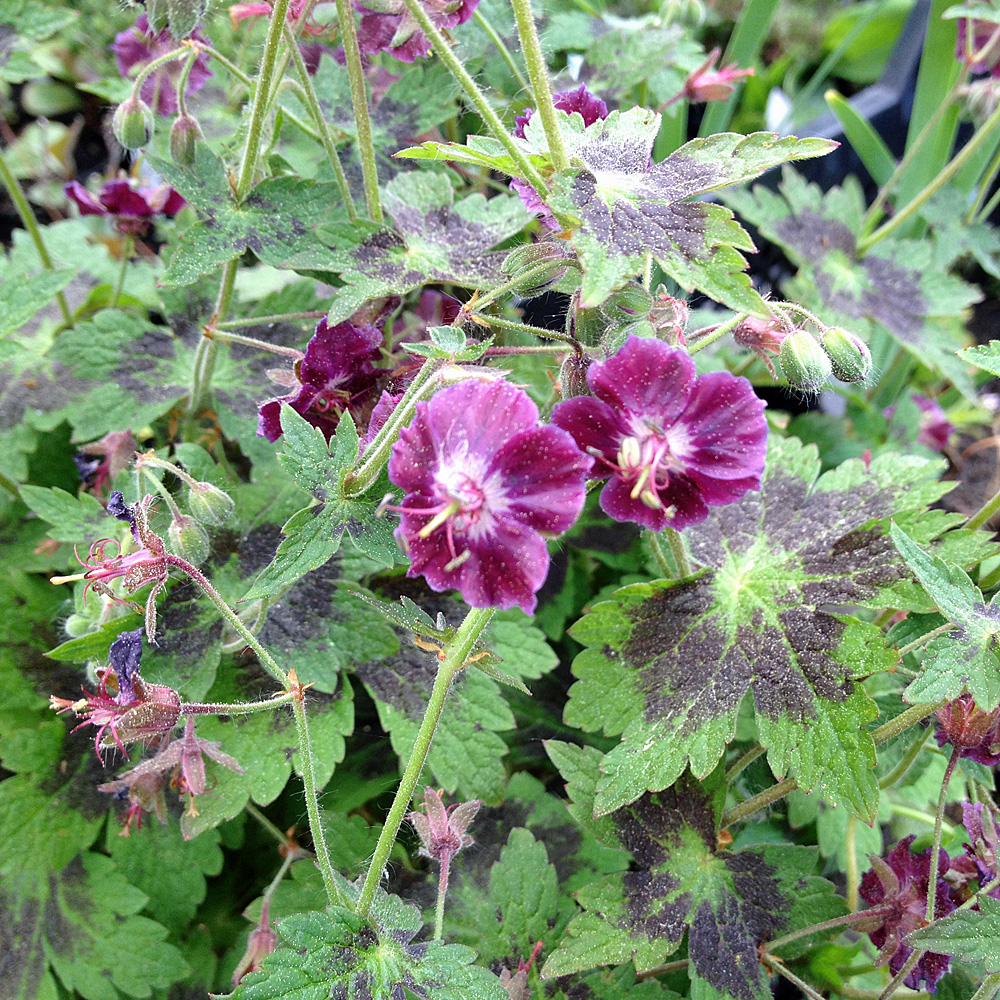 Schleifenblume Weißer Zwerg, Iberis, Bodendecker
