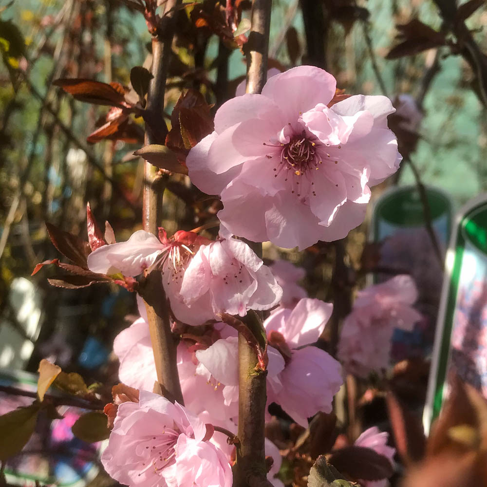 Blutpflaume 'Pleniflora'