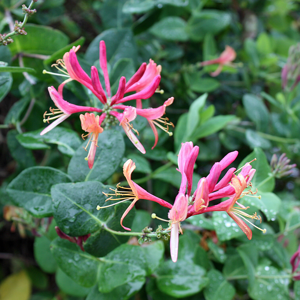 Geißschlinge 'Dropmore Scarlet'