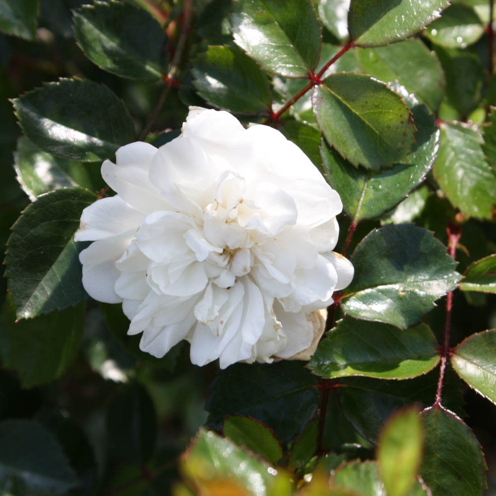 Bodendeckerrose 'Snow Ballet' ®