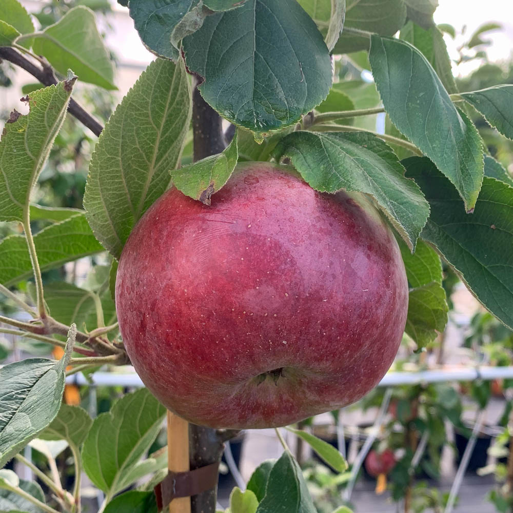 Apfel 'Berner Rosen' ®