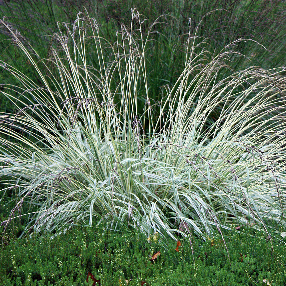 Pfeifengras Variegata, Molina, gestreiftes Gras