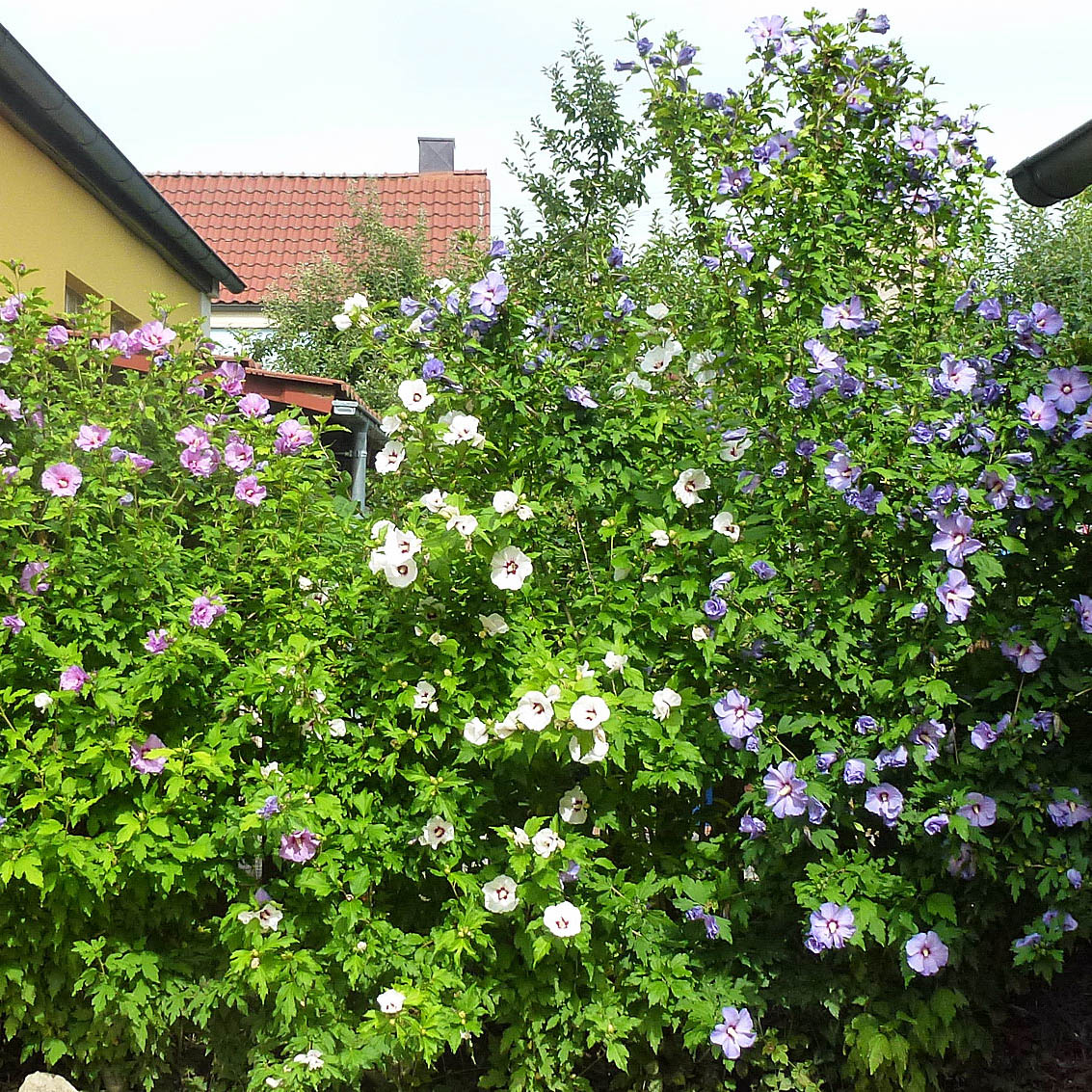 Naturhecke oder Schnitthecke: Welche passt zu mir?
