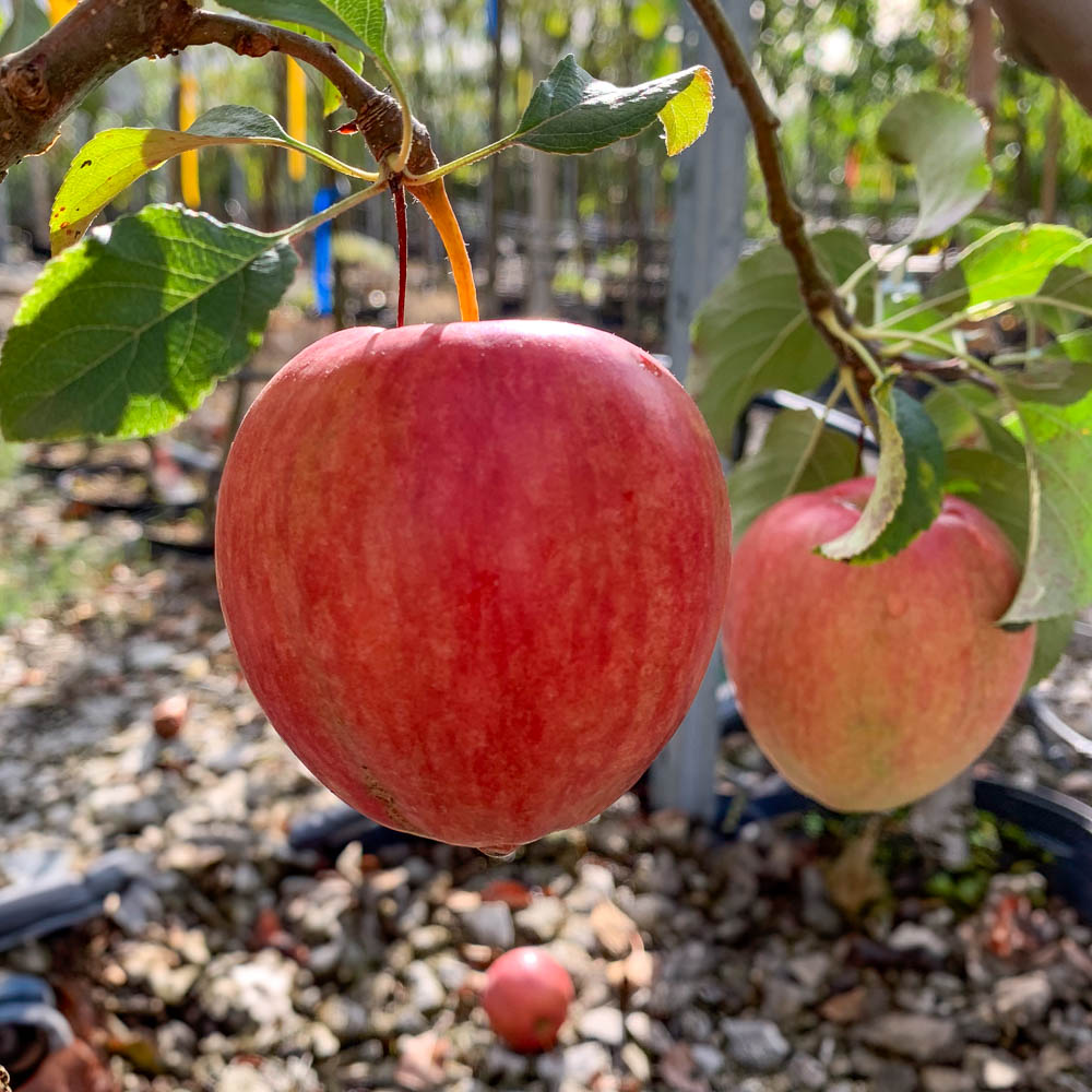 Apfel 'Rewena' ®