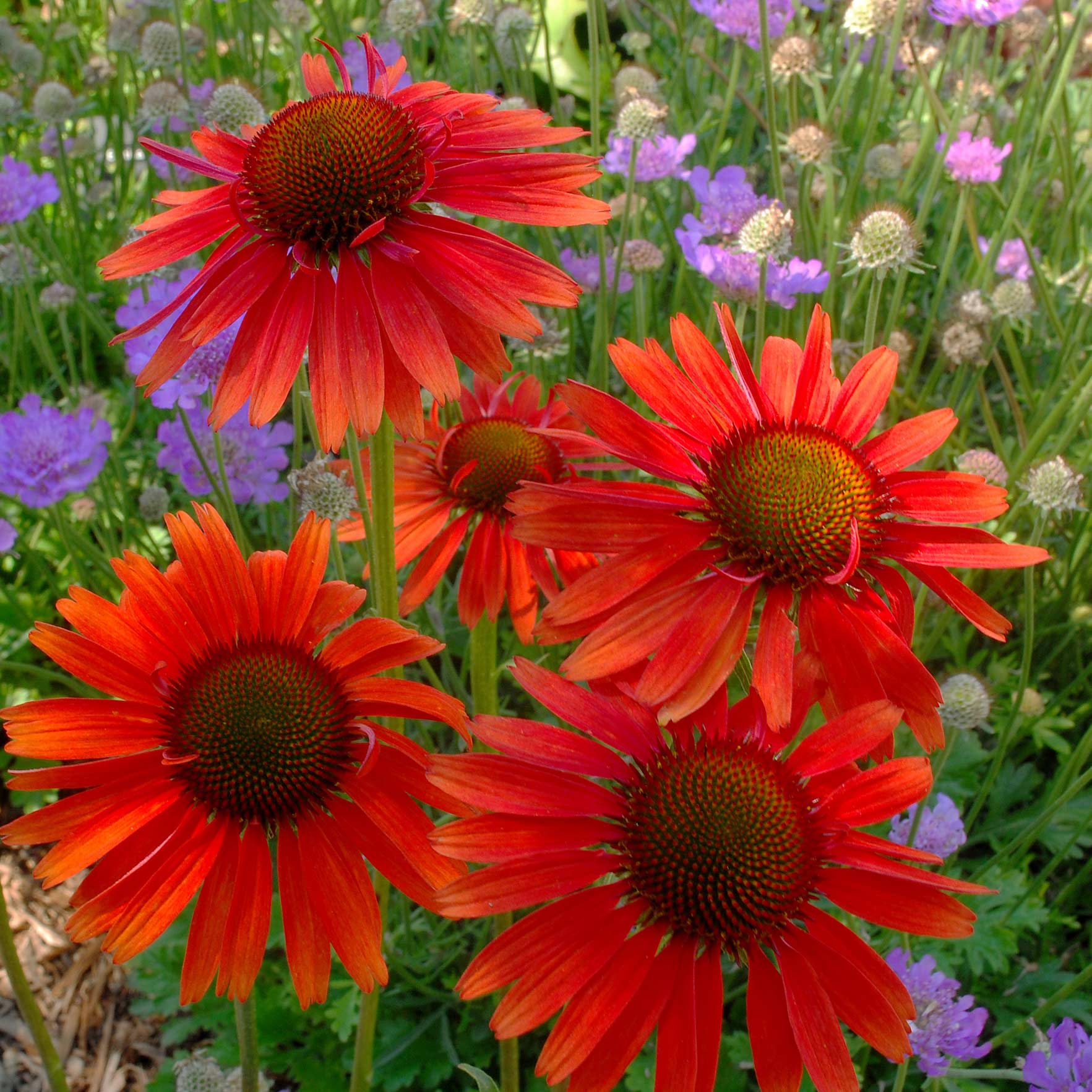 Sonnenhut 'Hot Lava' ®