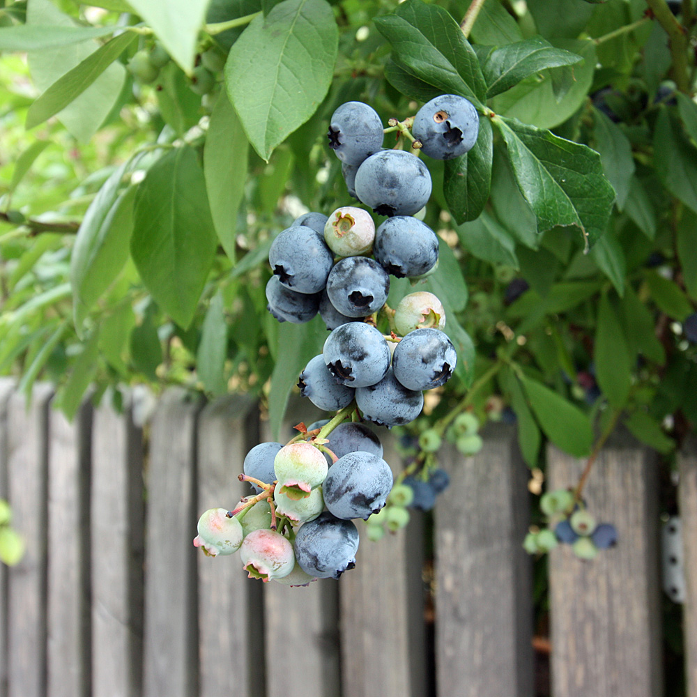 Heidelbeeren - 3 Pflanzen im Set